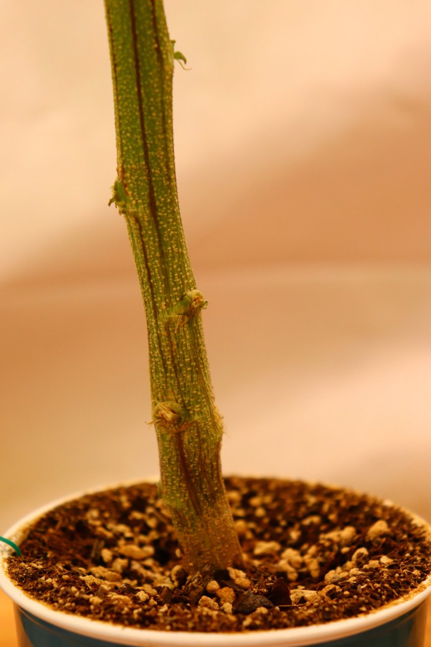 Gorilla Bomb Feminized #2-Day 4 of Flowering-5/25/23