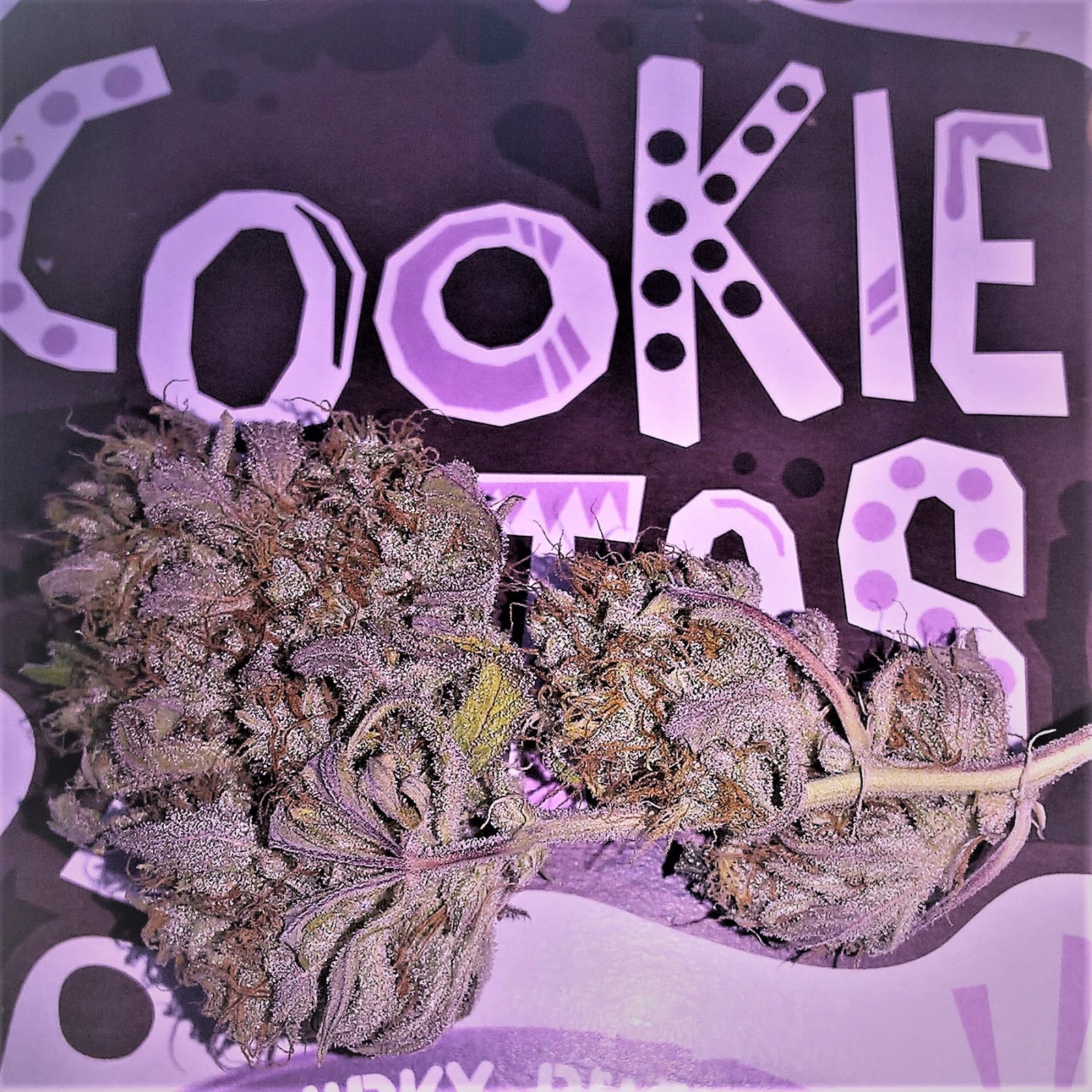 Gorilla cookies Auto - Copy.jpg