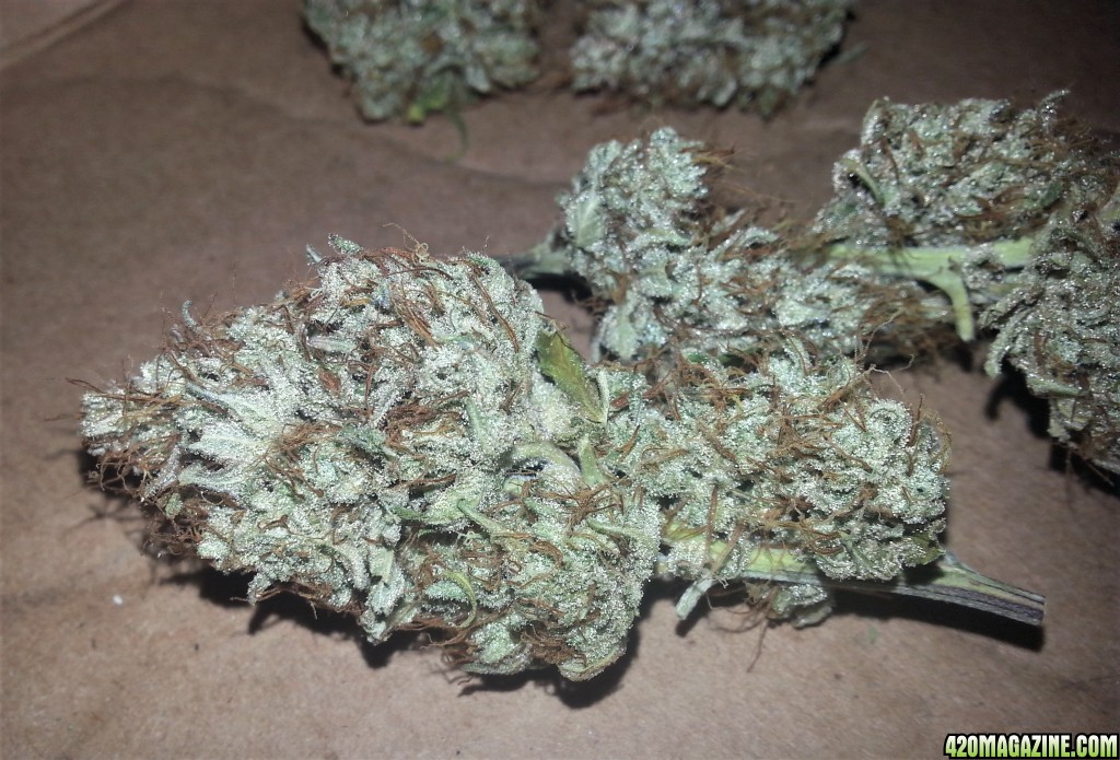 Gorilla Dawg