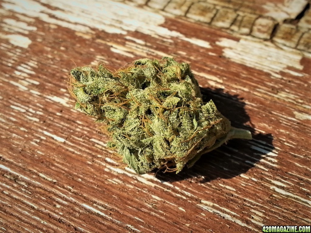 Gorilla Dawg