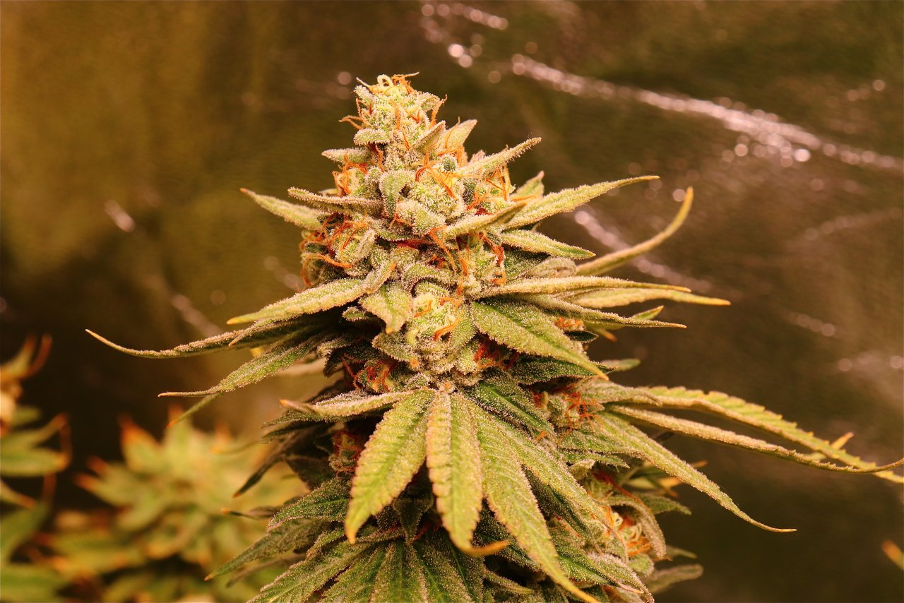 Gorilla Feminized