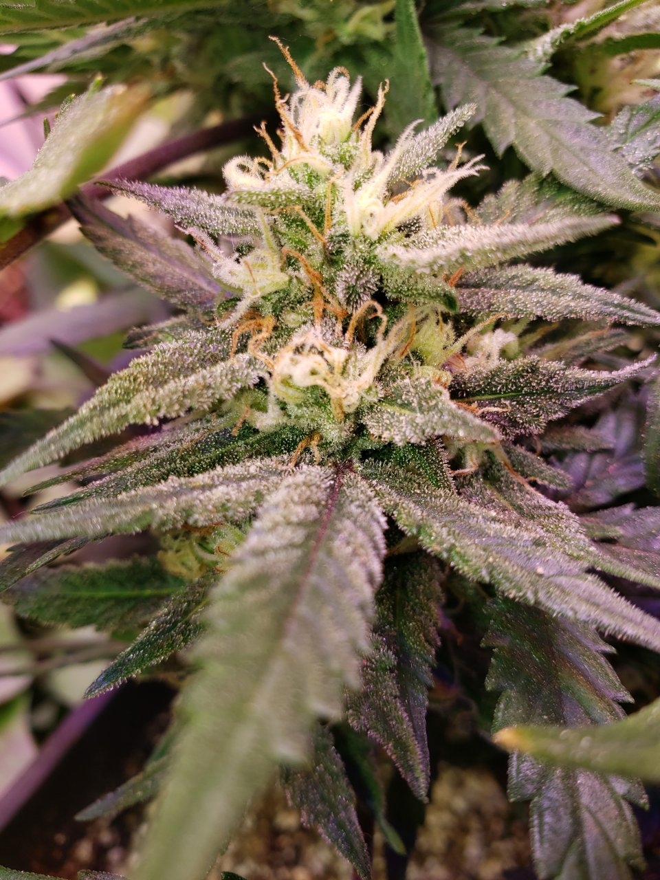 Gorilla Girl XL x Stardawg auto