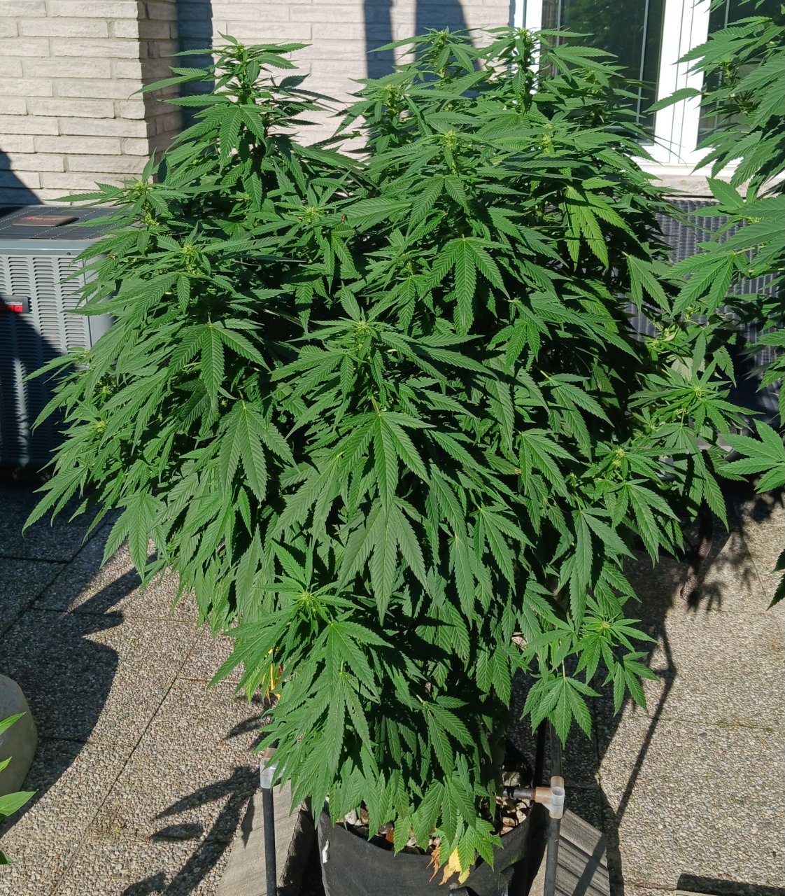 Gorilla Glue 01 September 2024.jpg