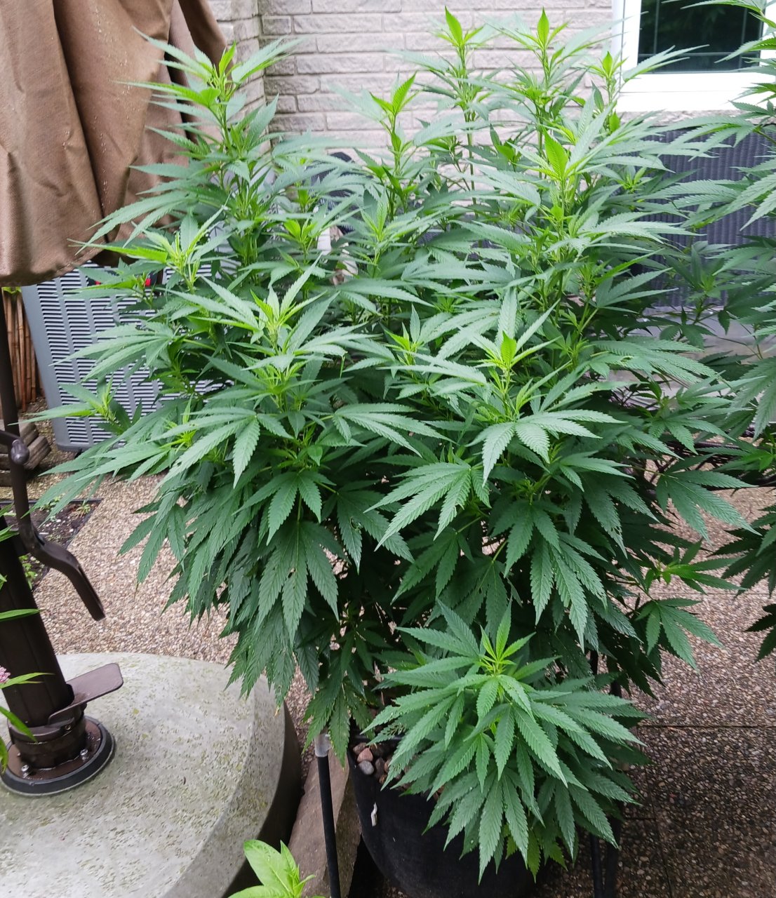 Gorilla Glue 02 August 2024.jpg