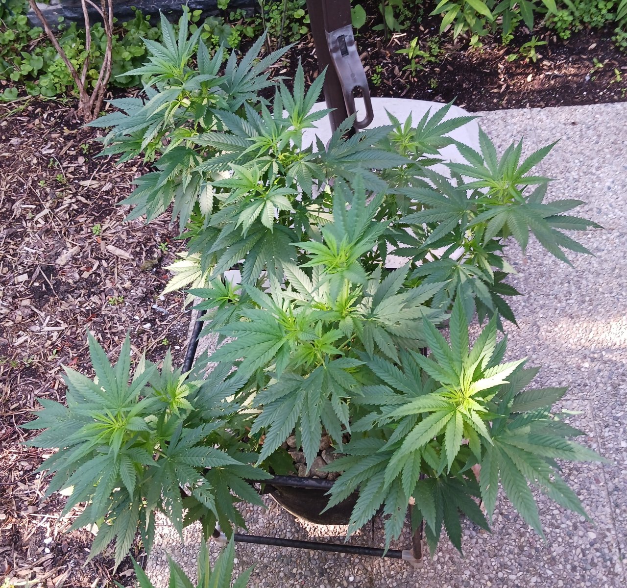 Gorilla Glue 02 July 2024 1.jpg