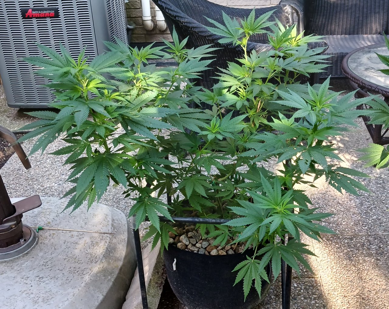 Gorilla Glue 02 July 2024.jpg