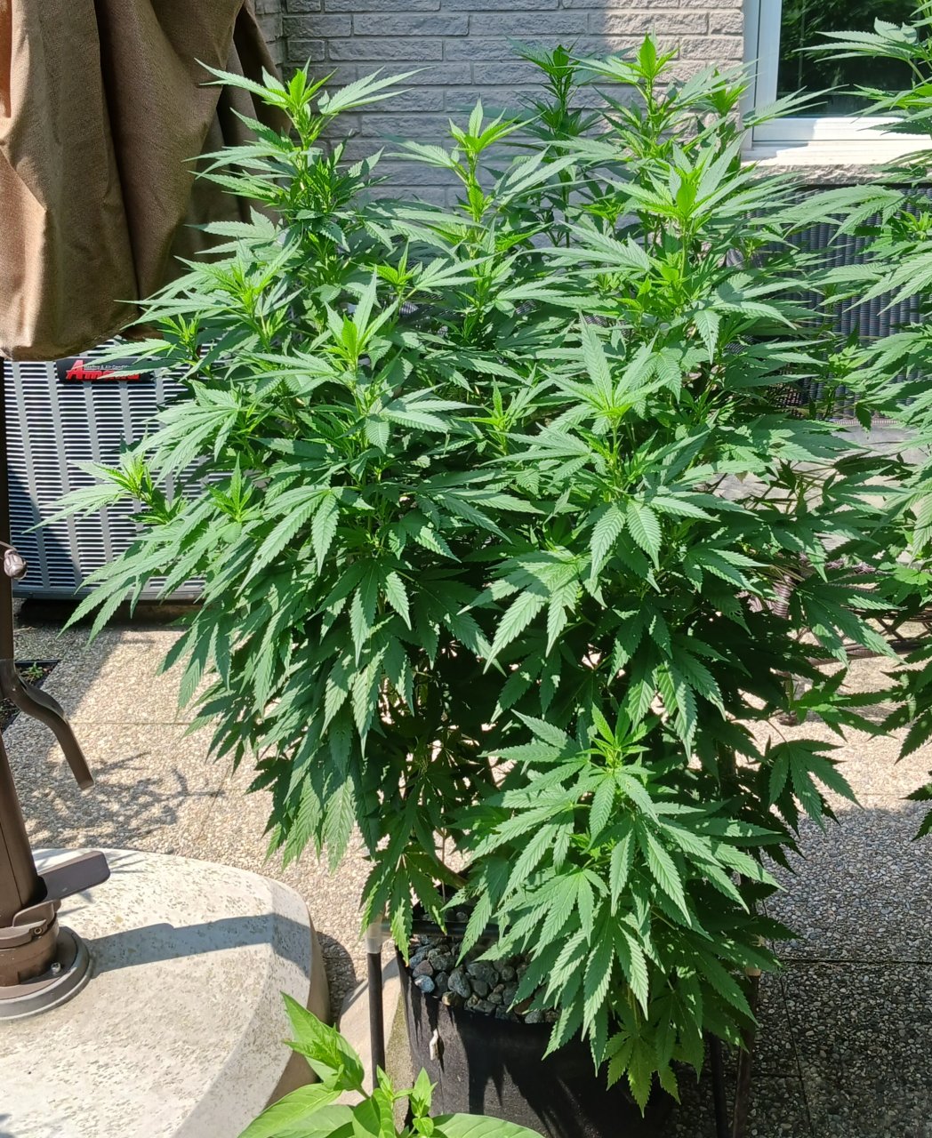 Gorilla Glue 04 August 2024.jpg