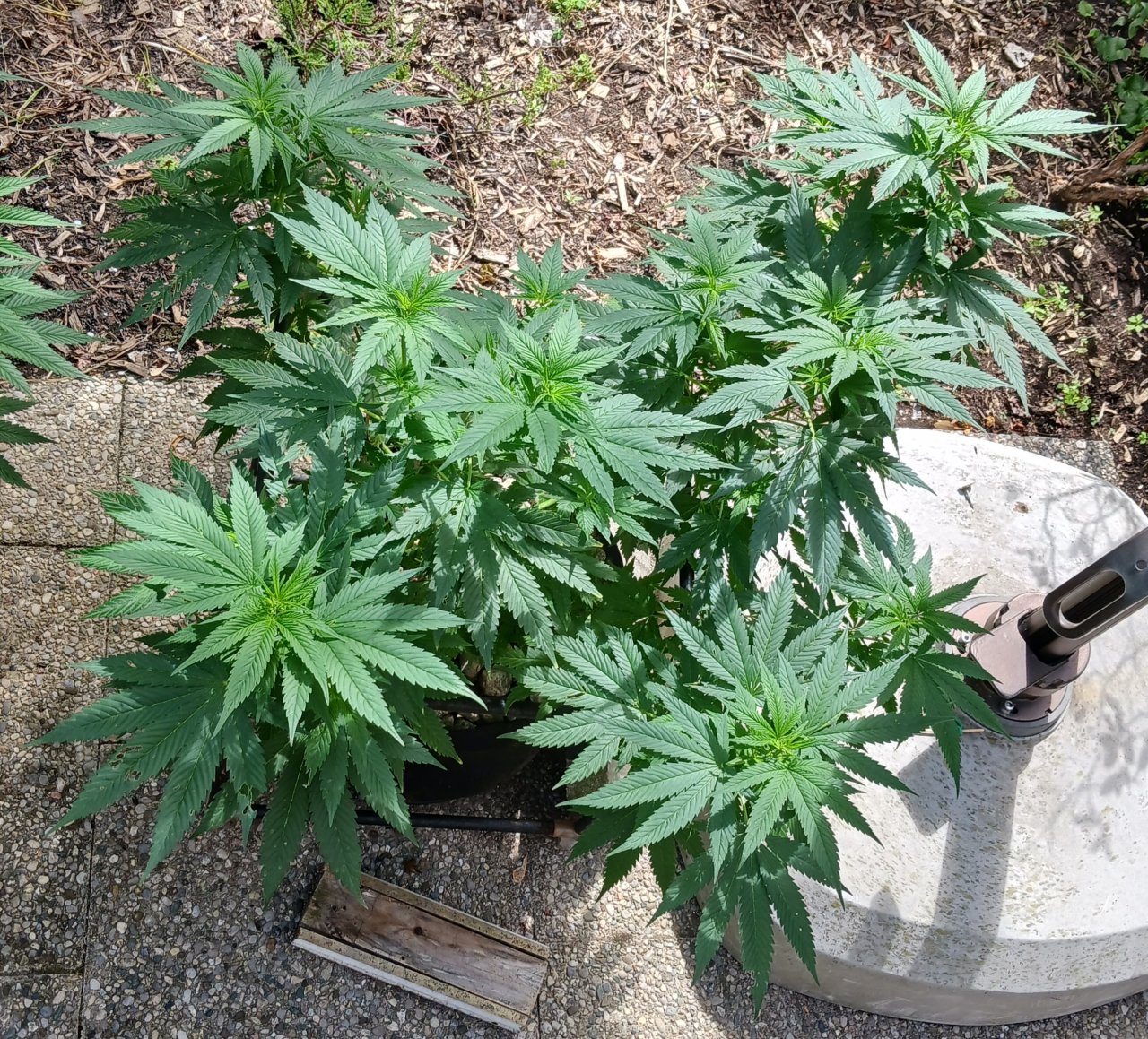 Gorilla Glue 04 July 2024 1.jpg