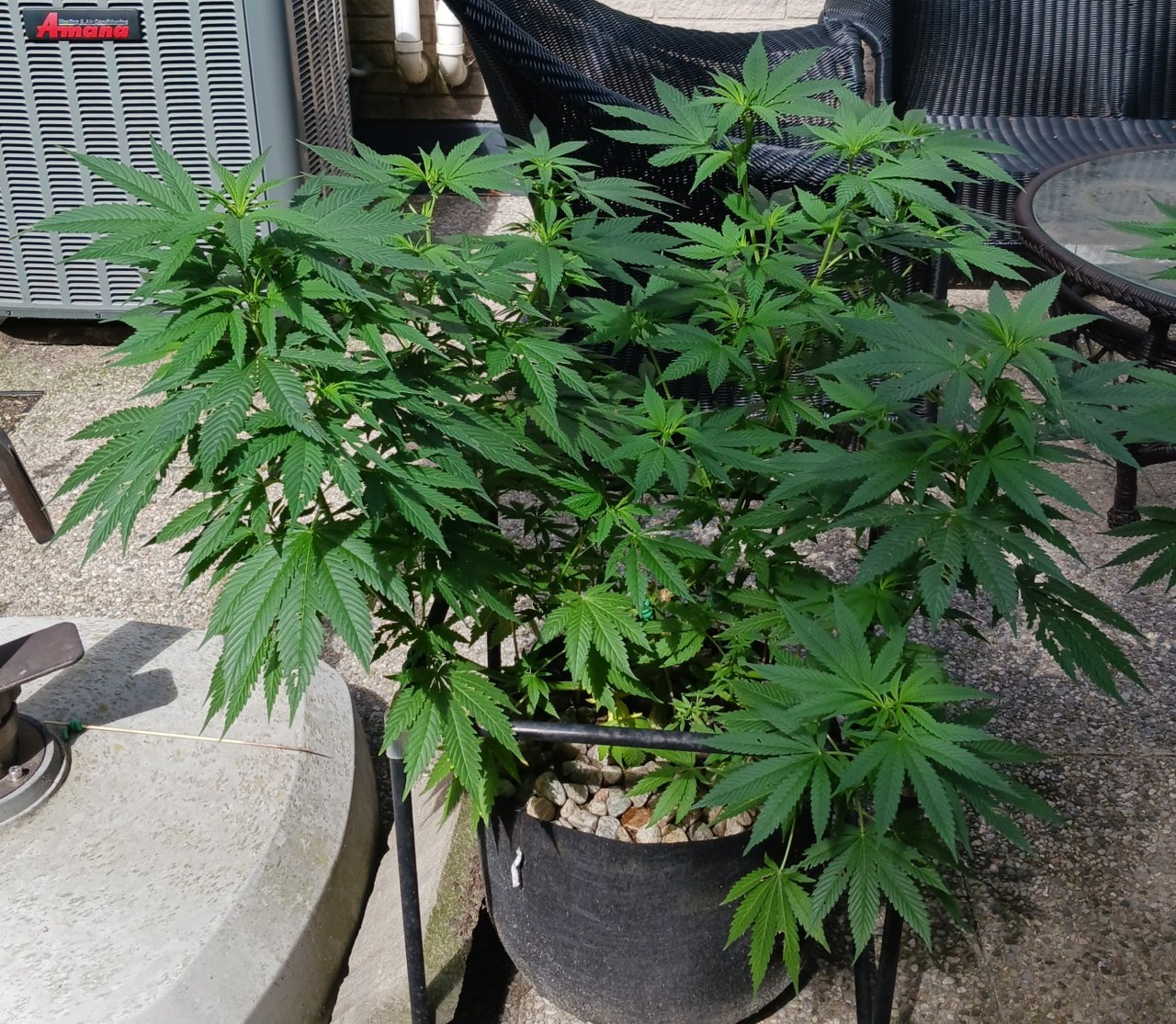 Gorilla Glue 04 July 2024.jpg