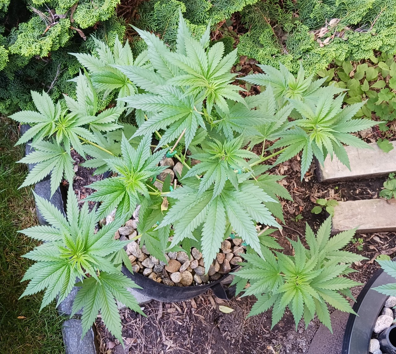 Gorilla Glue 04 June 2024.jpg