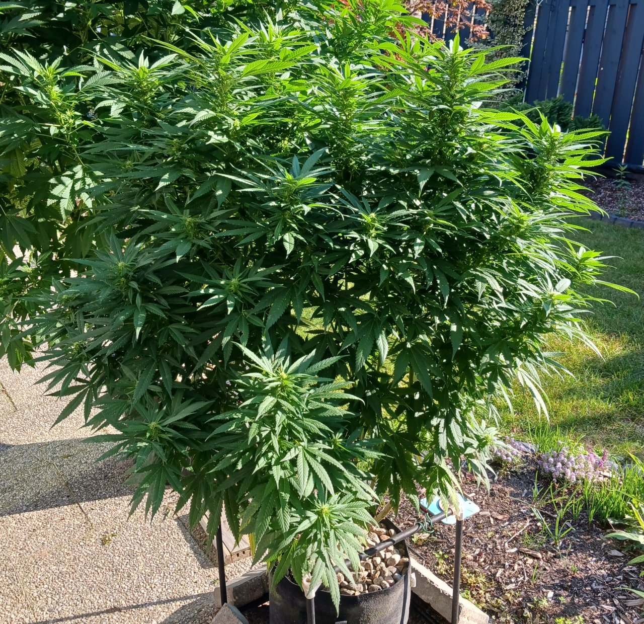 Gorilla Glue 05 September 2024 1.jpg