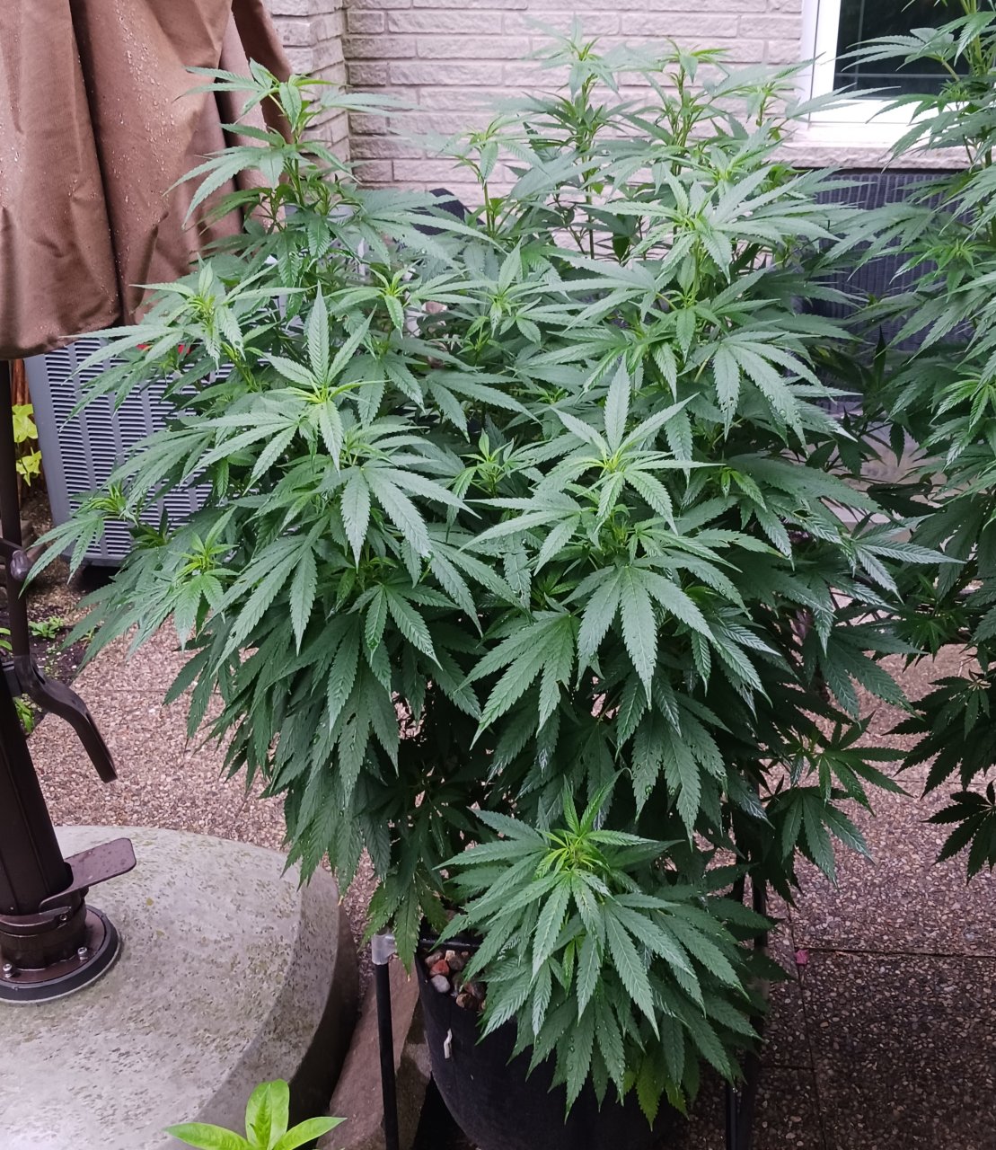 Gorilla Glue 06 August 2024.jpg