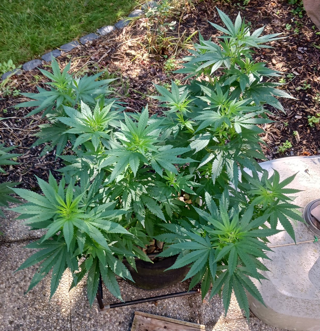 Gorilla Glue 06 July 2024 1.jpg