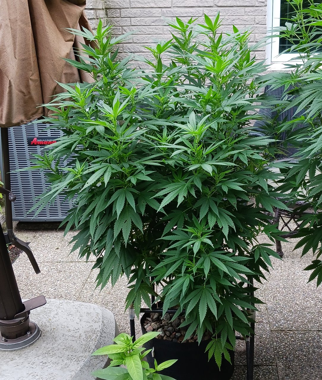 Gorilla Glue 08 August 2024.jpg