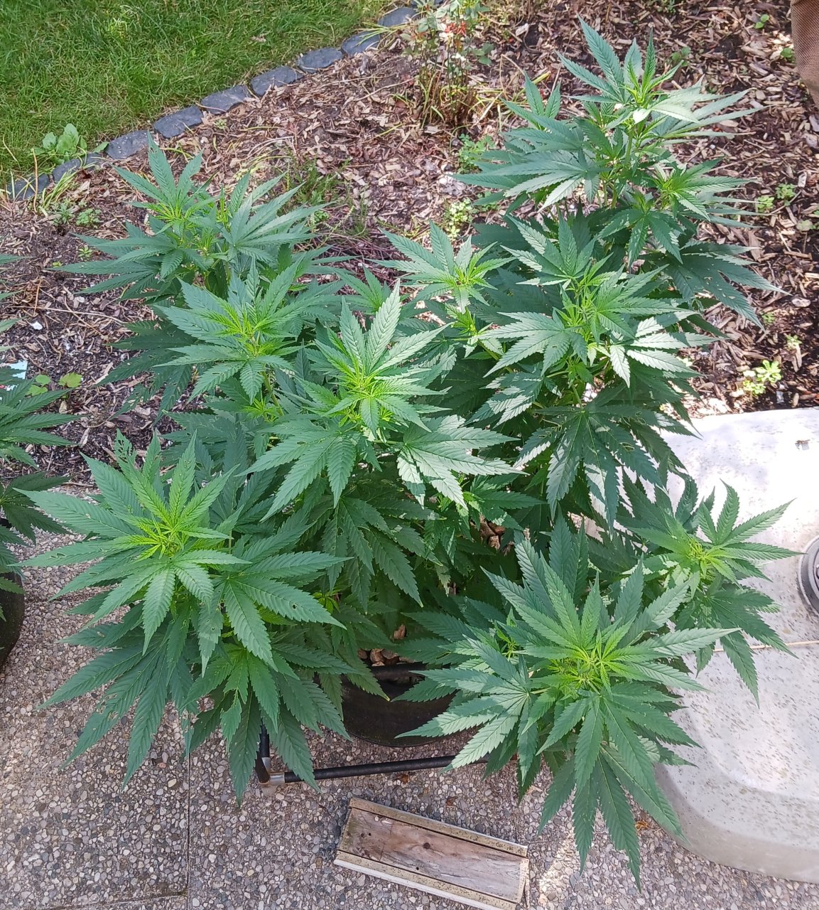 Gorilla Glue 08 July 2024 1.jpg