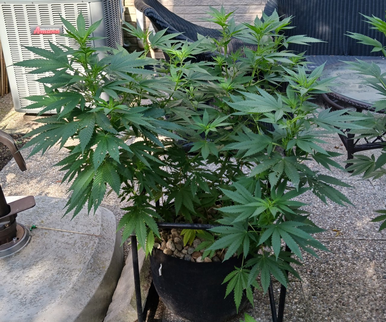 Gorilla Glue 08 July 2024.jpg