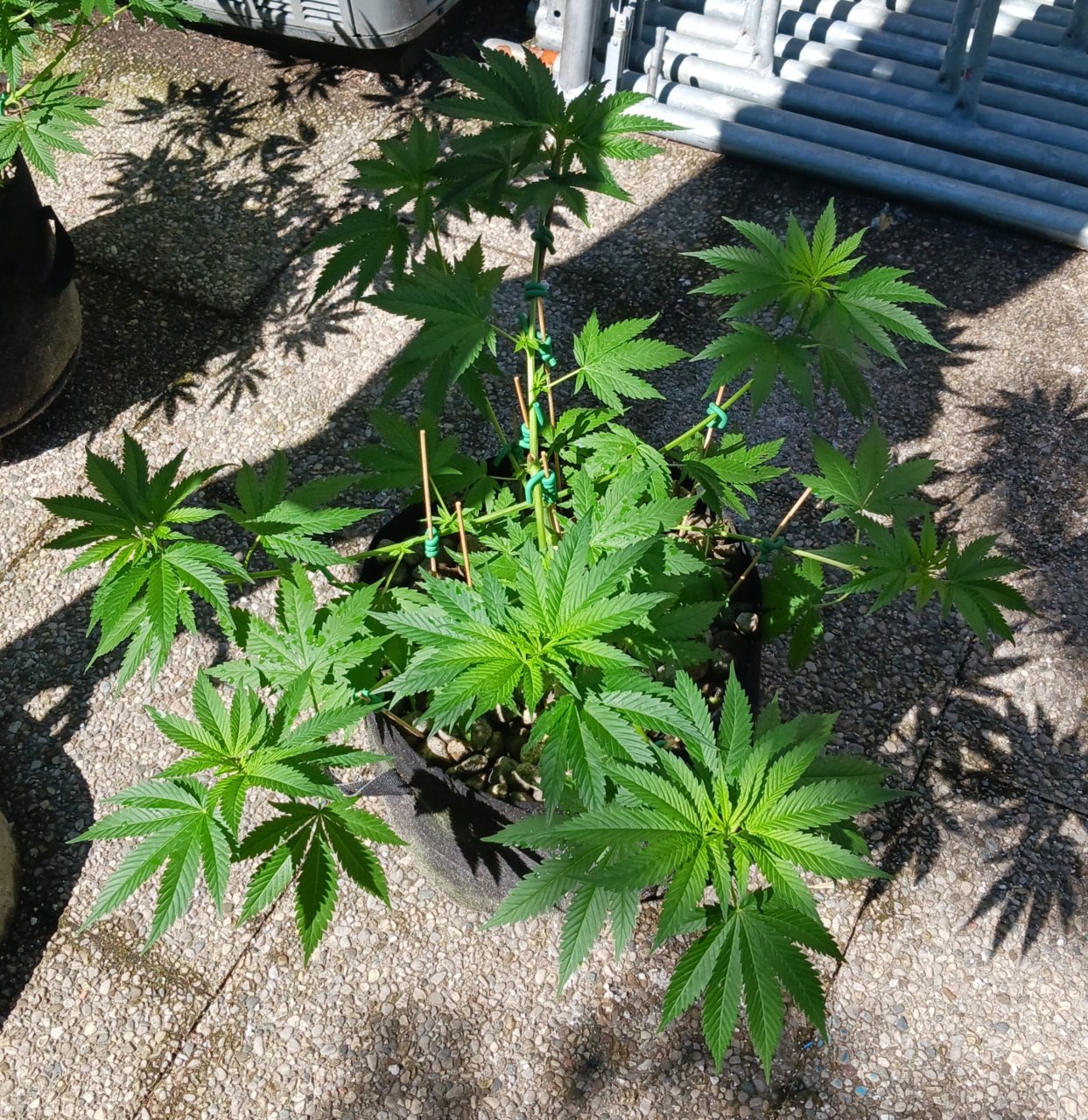 Gorilla Glue 09 June 2024.jpg