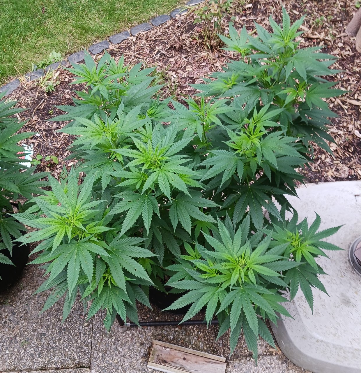 Gorilla Glue 11 July 2024 1.jpg