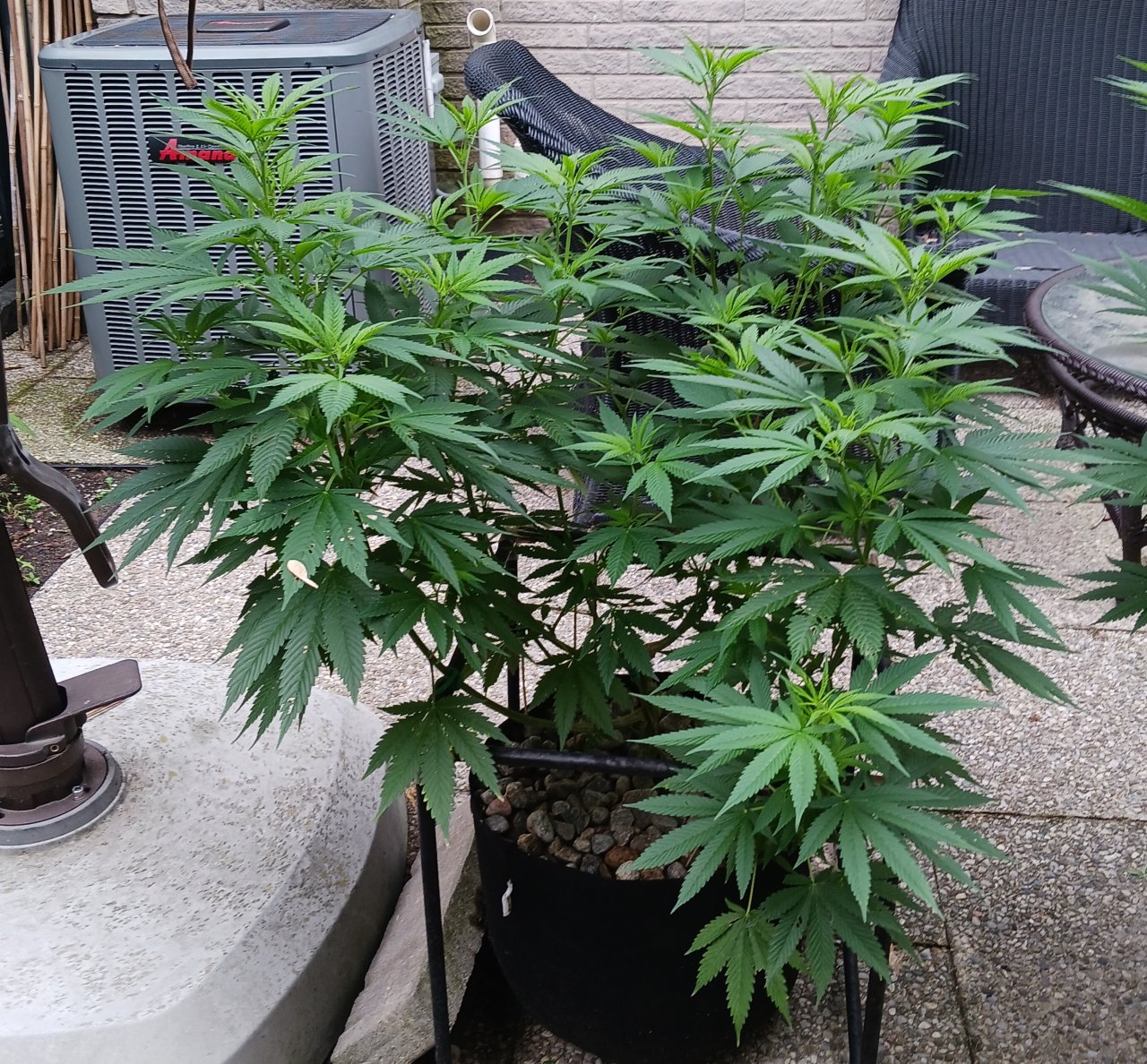 Gorilla Glue 11 July 2024.jpg