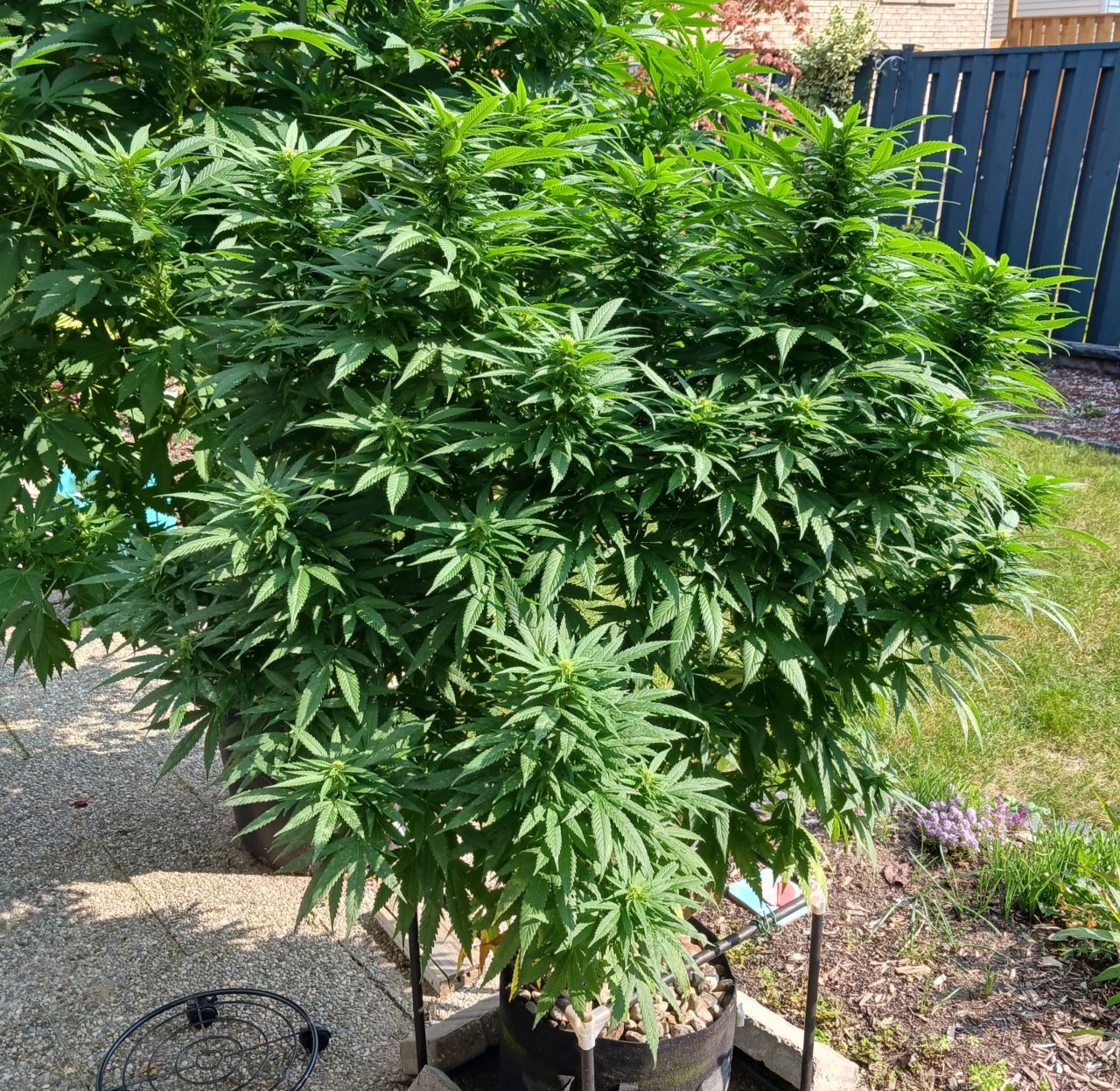 Gorilla Glue 11 September 2024 1.jpg