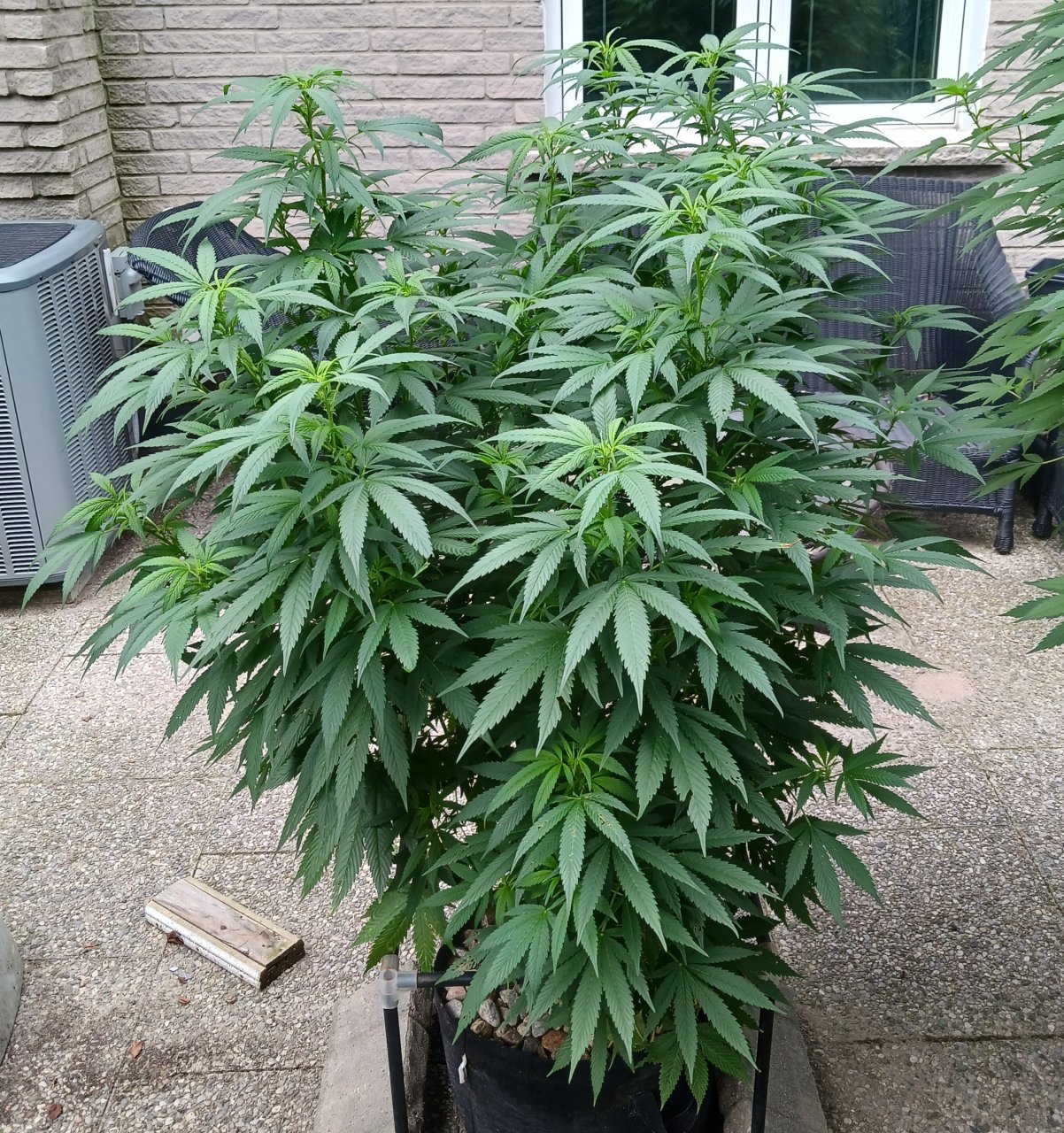 Gorilla Glue 12 August 2024.jpg