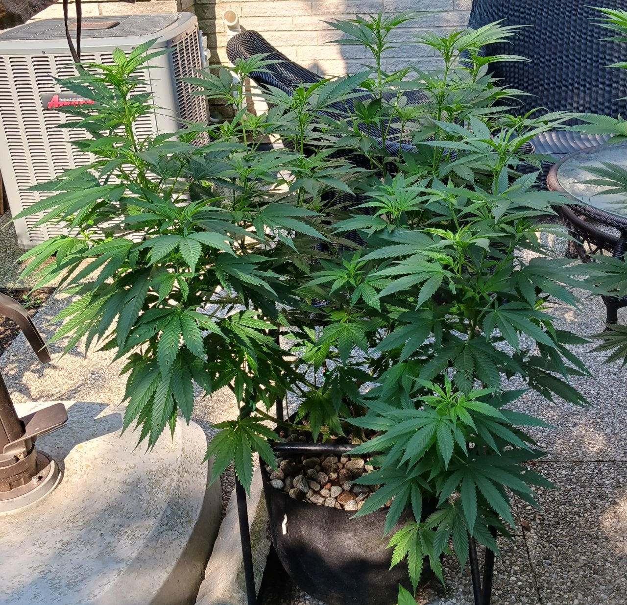 Gorilla Glue 13 July 2024.jpg