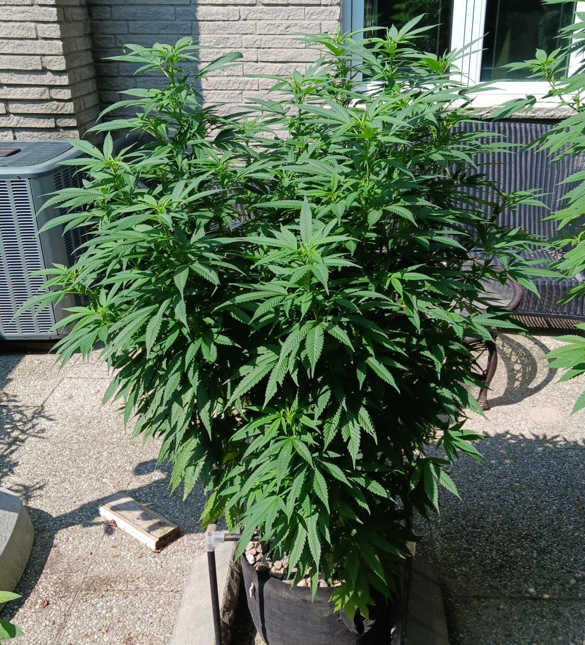 Gorilla Glue 14 August 2024.jpg