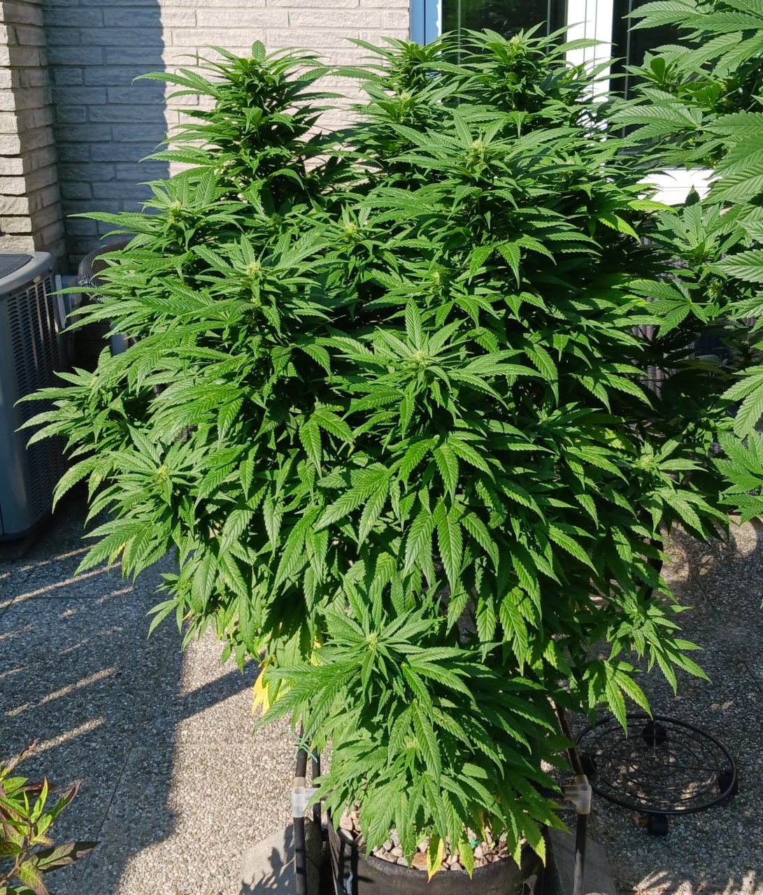 Gorilla Glue 15 September 2024.jpg