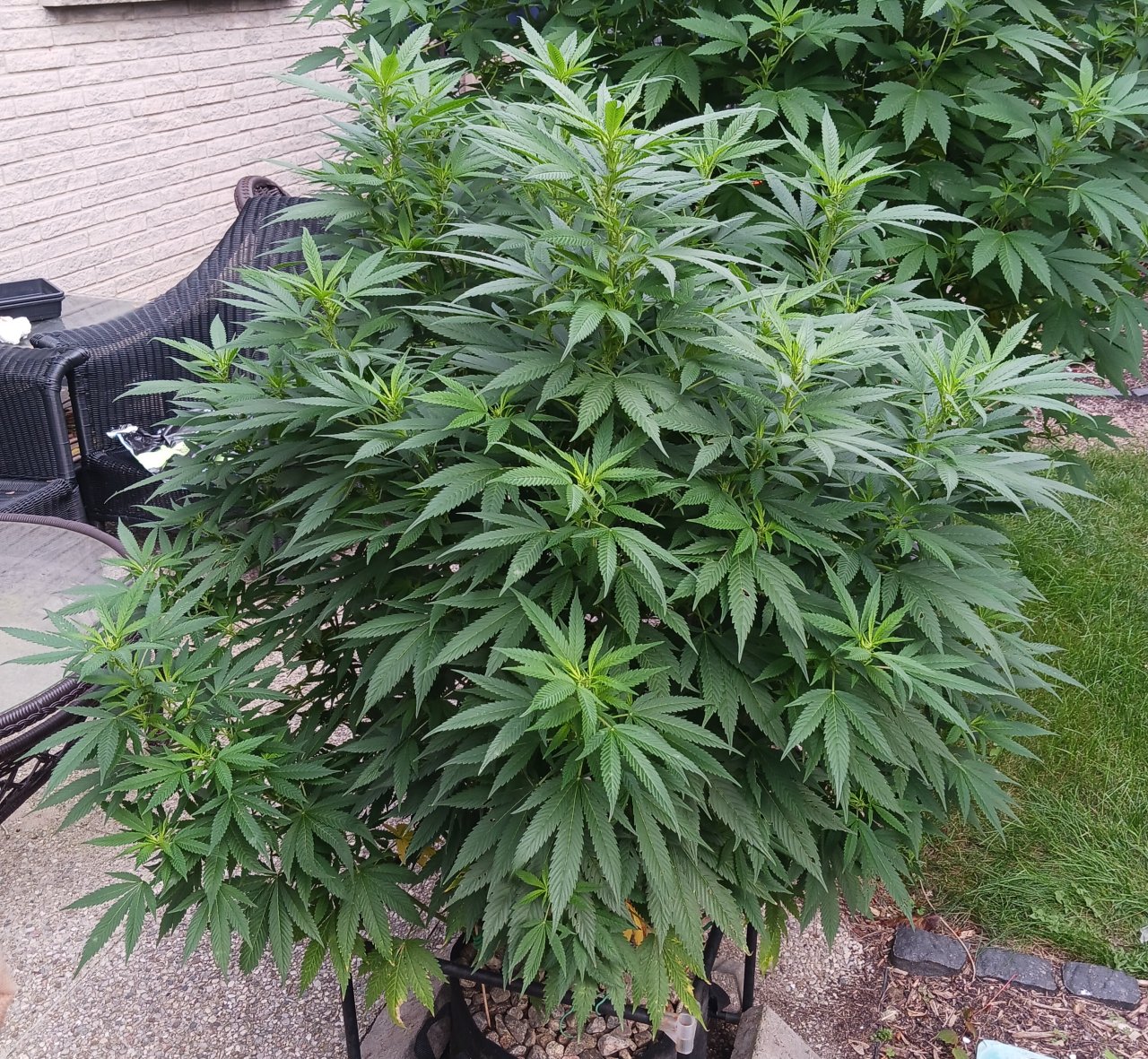 Gorilla Glue 16 August 2024 3.jpg