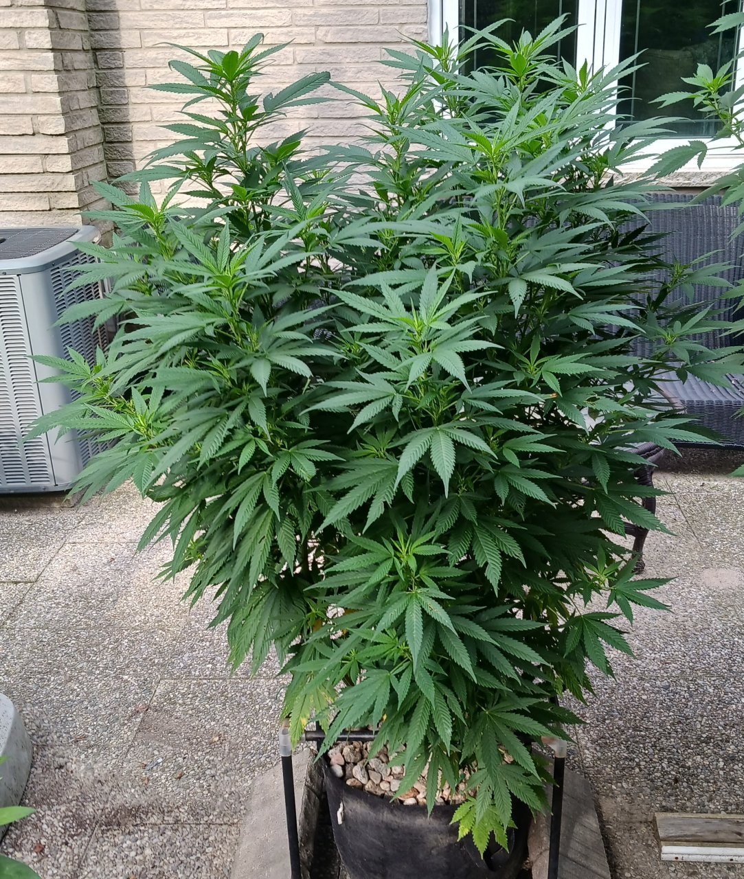 Gorilla Glue 16 August 2024.jpg