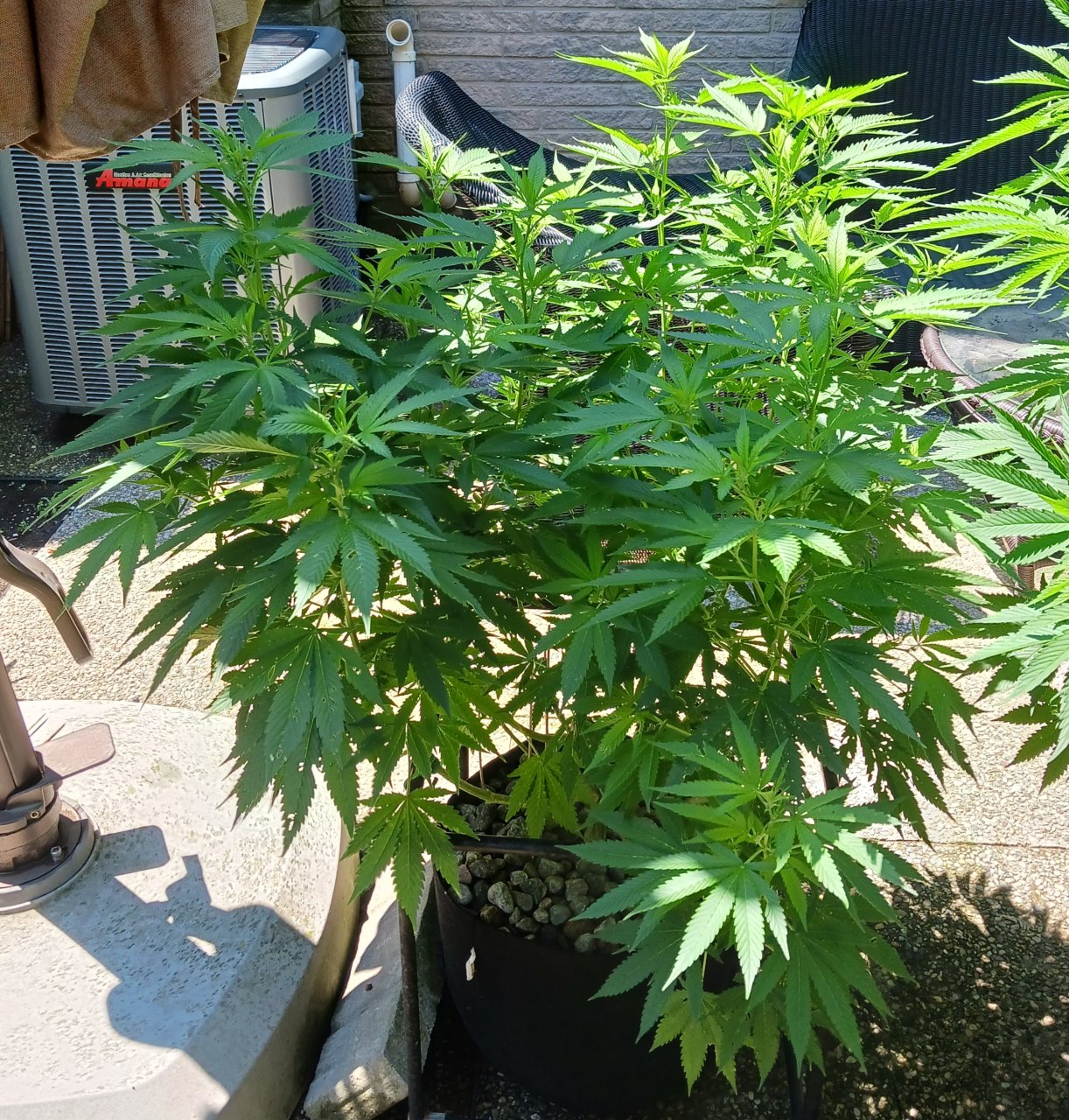 Gorilla Glue 16 July 2024.jpg