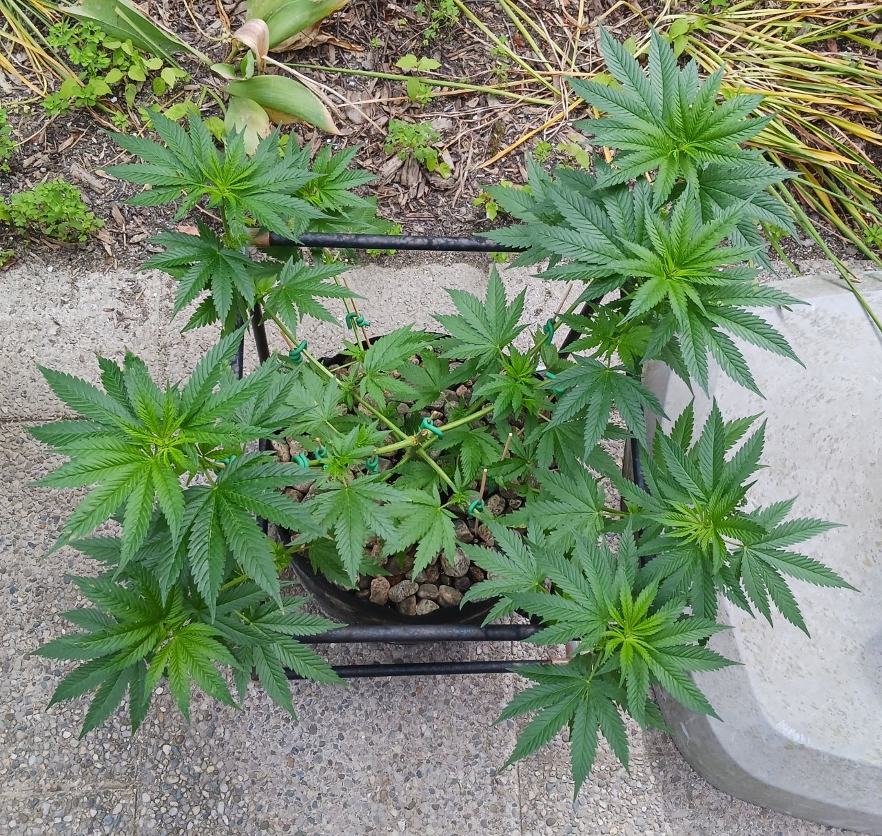 Gorilla Glue 16 June 2024 1 .jpg