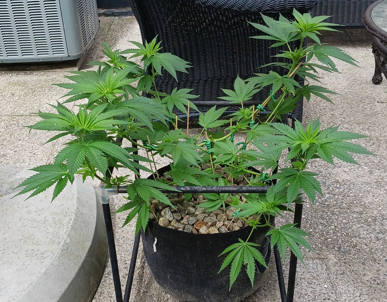 Gorilla Glue 16 June 2024.jpg