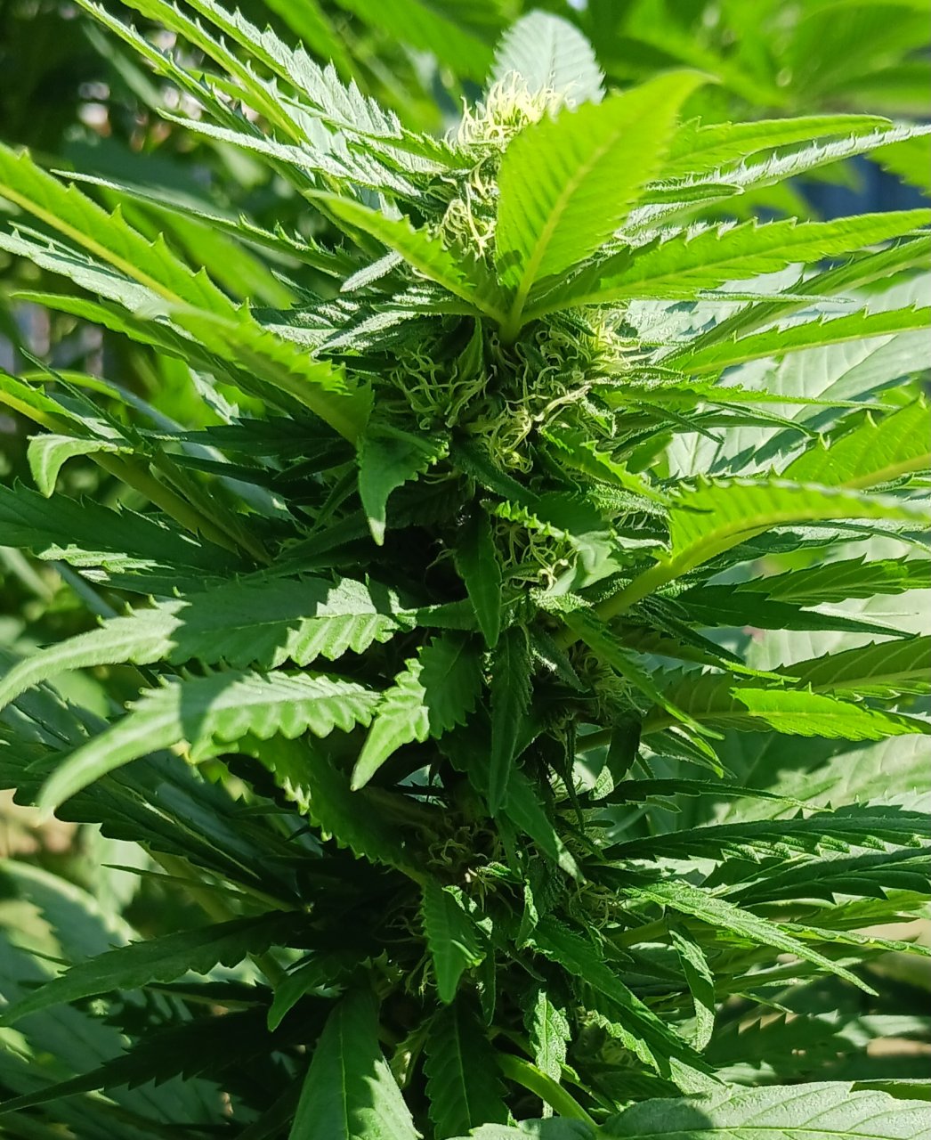 Gorilla Glue 17 September 2024 2.jpg