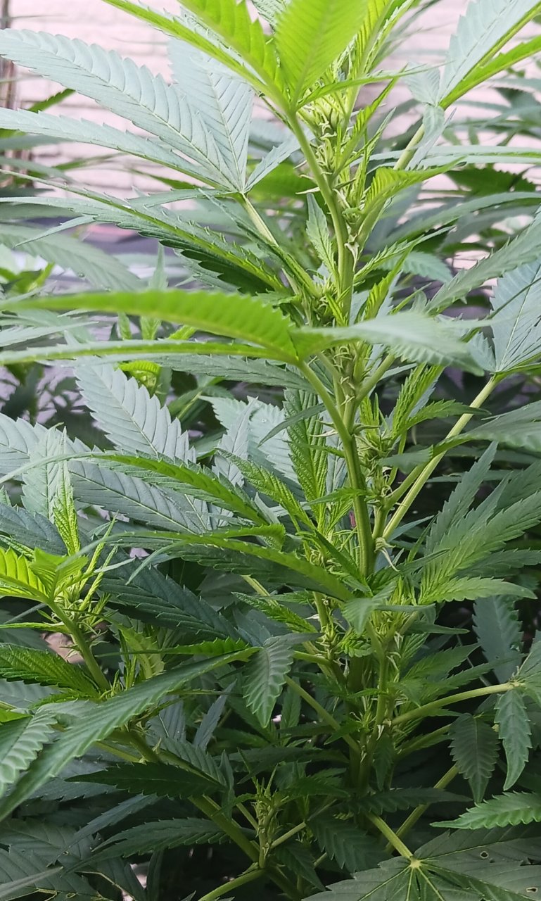 Gorilla Glue 18 August 2024 2.jpg