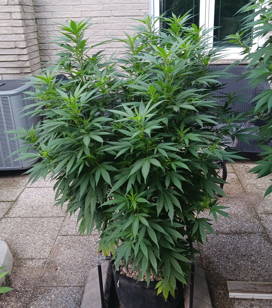 Gorilla Glue 18 August 2024.jpg