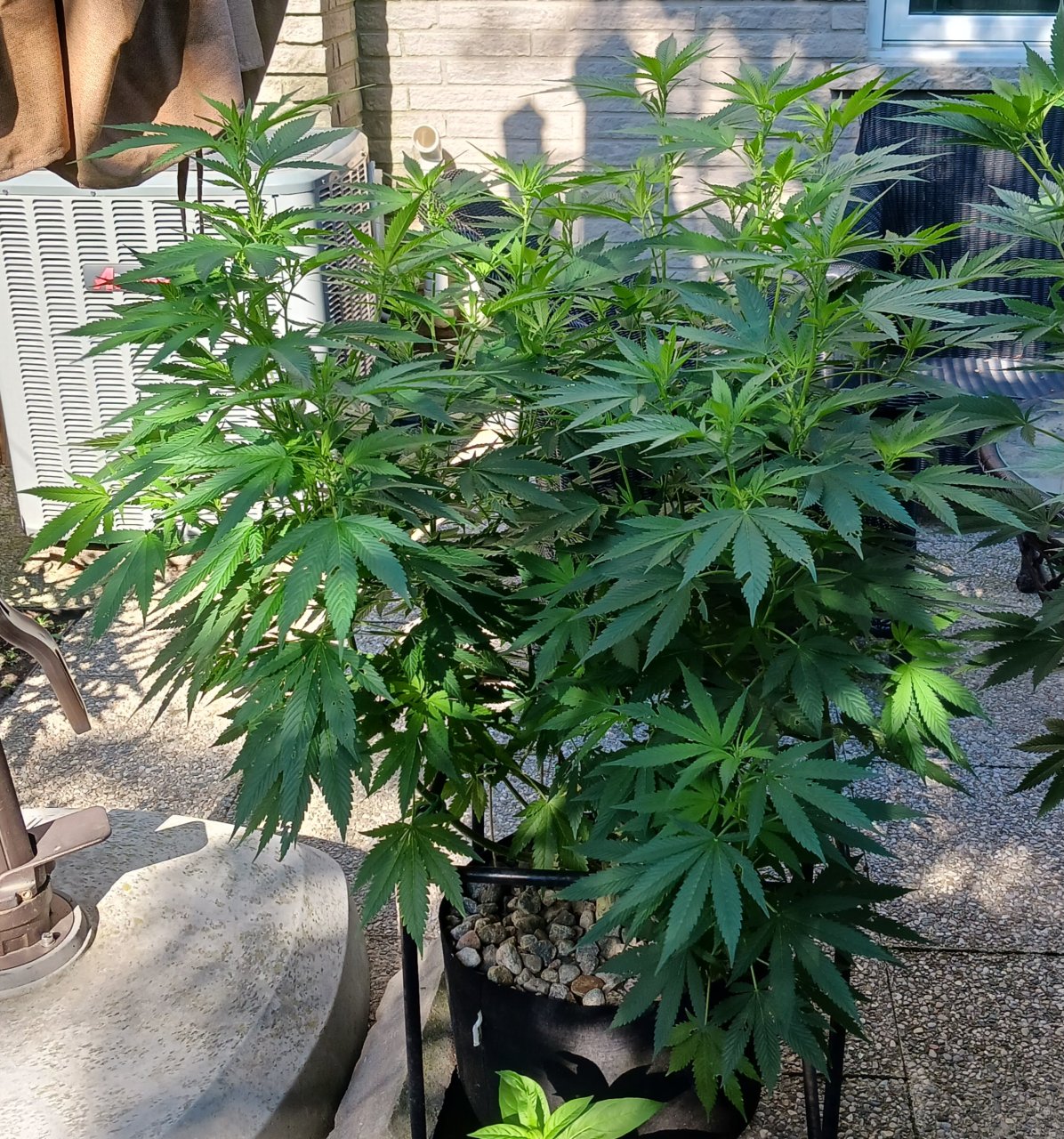 Gorilla Glue 18 July 2024.jpg