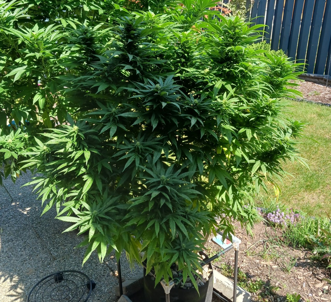 Gorilla Glue 19 September 2024 1.jpg