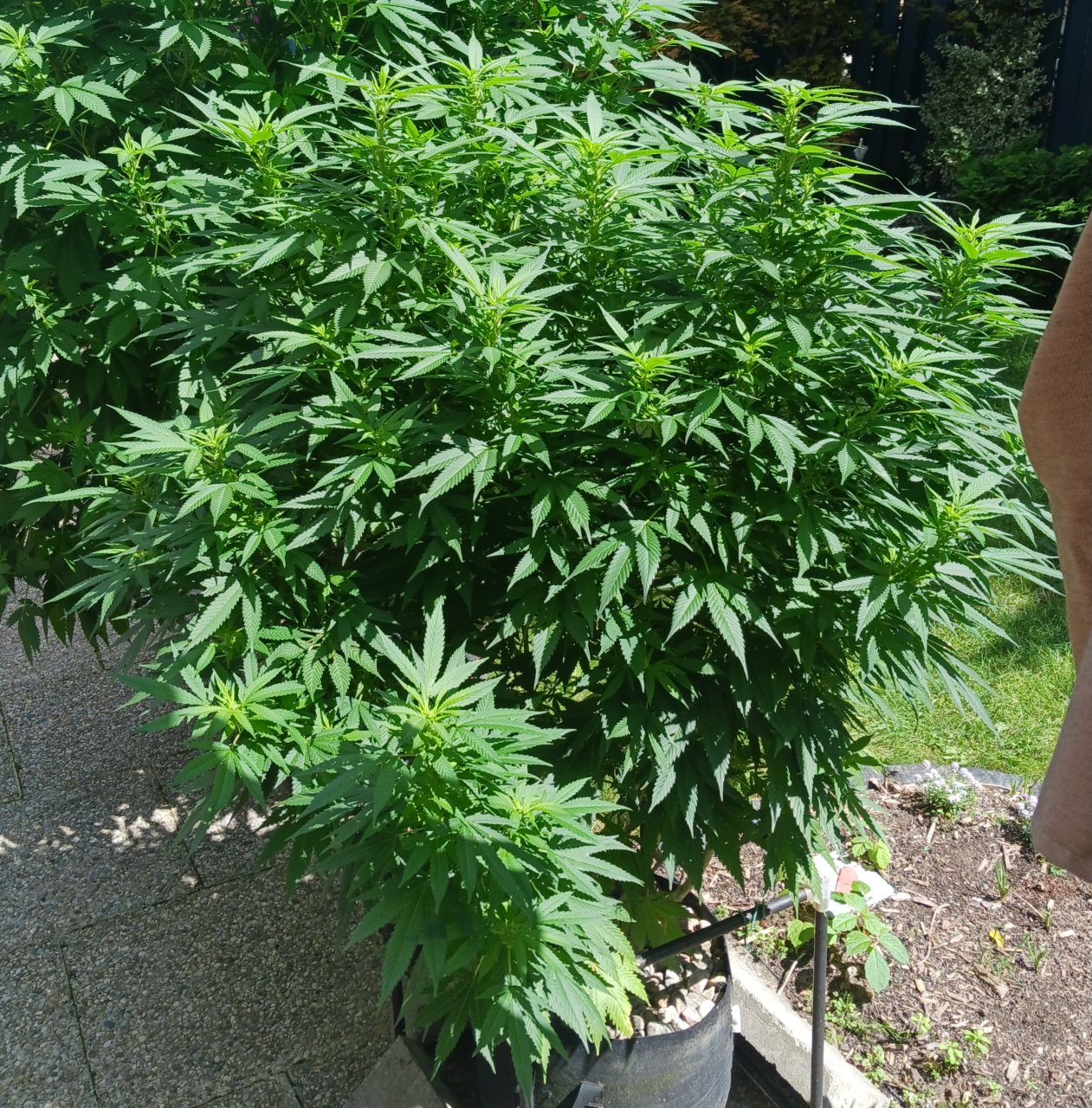 Gorilla Glue 20 August 2024 1.jpg