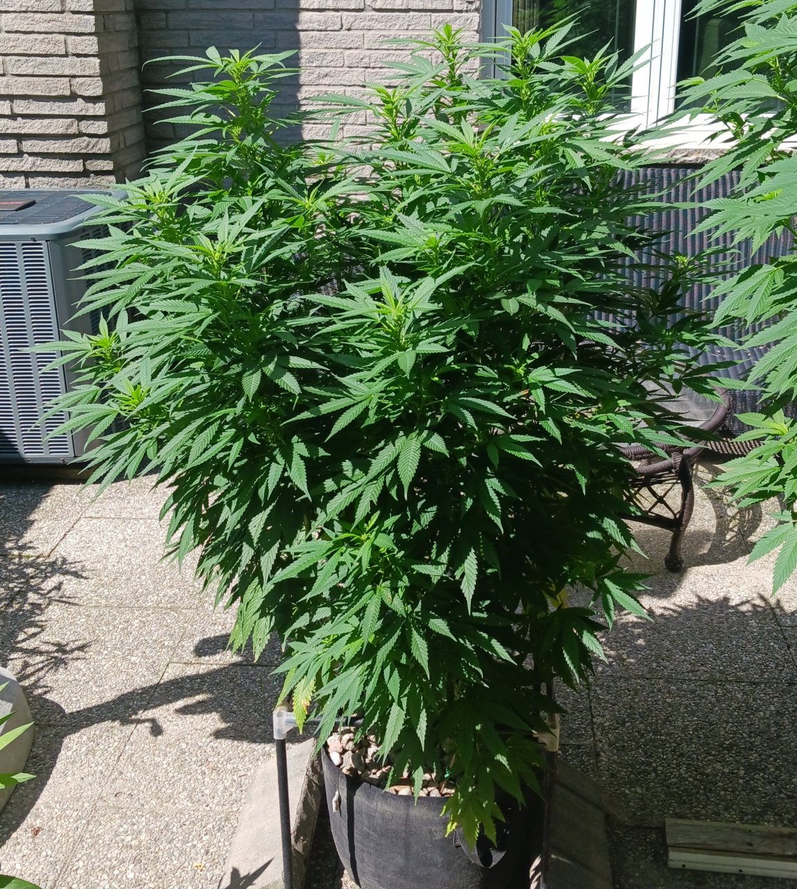 Gorilla Glue 20 August 2024.jpg