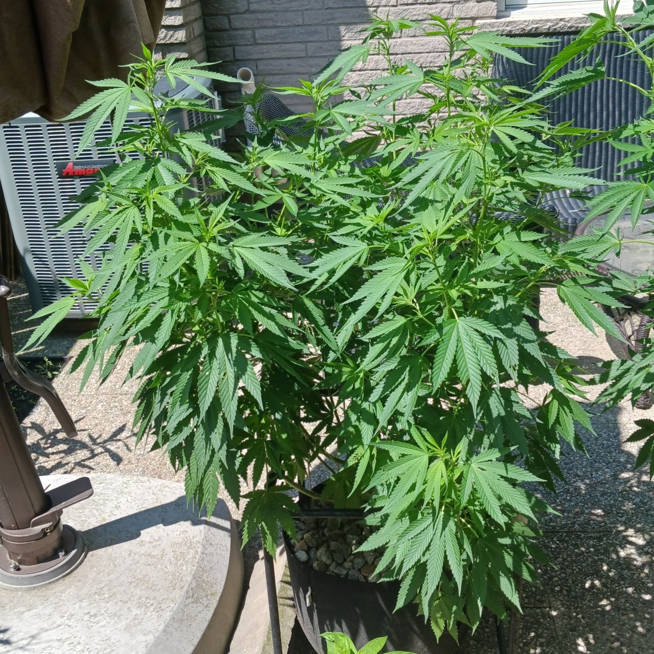 Gorilla Glue 20 July 2024.jpg