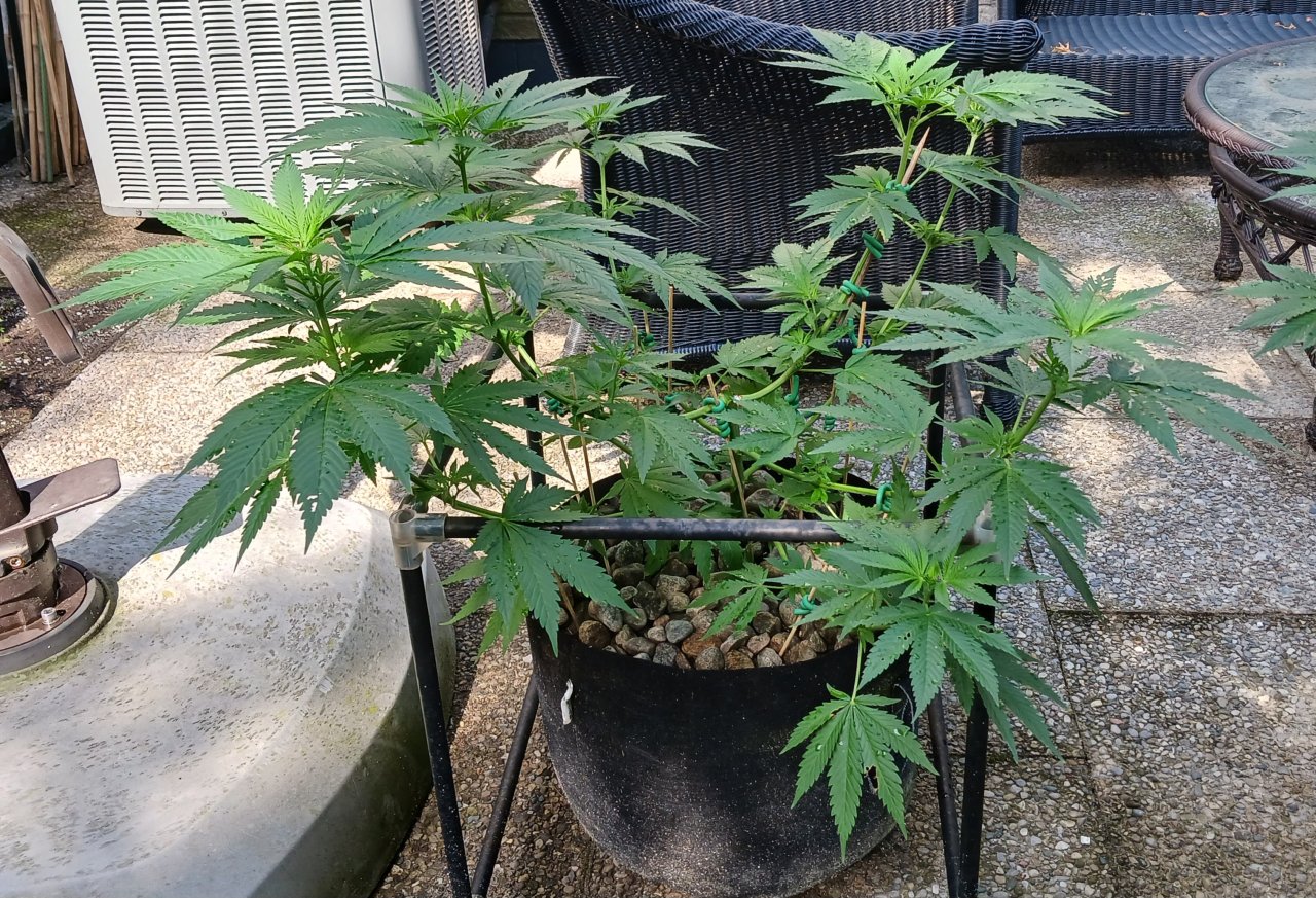 Gorilla Glue 20 June 2024.jpg