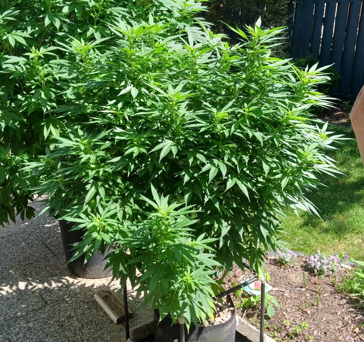 Gorilla Glue 22 August 2024 1.jpg