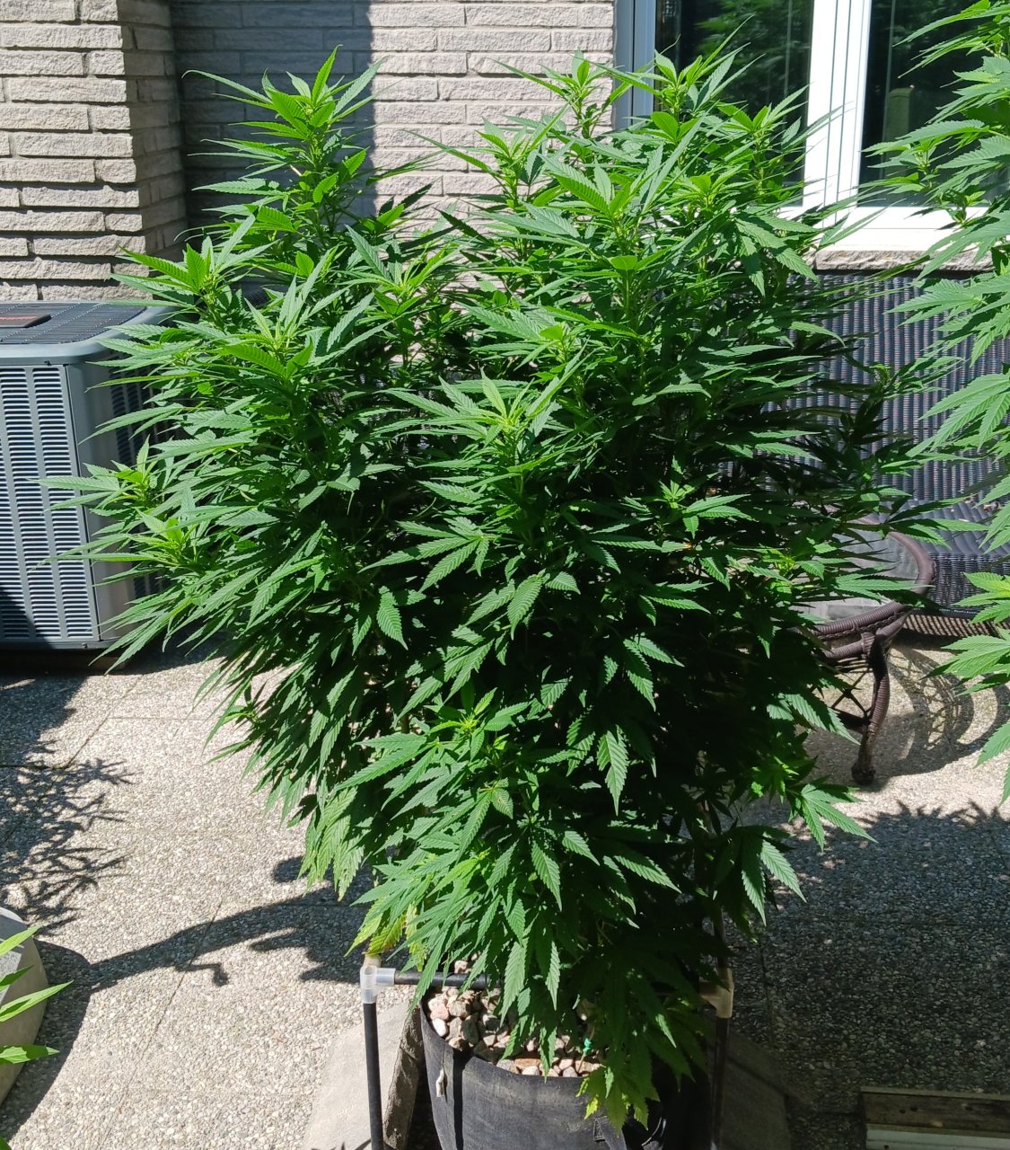 Gorilla Glue 22 August 2024.jpg