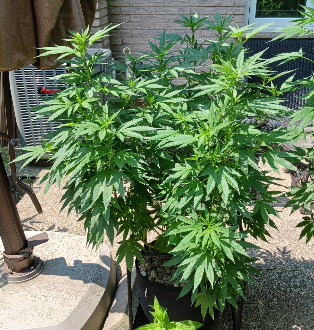 Gorilla Glue 22 July 2024.jpg