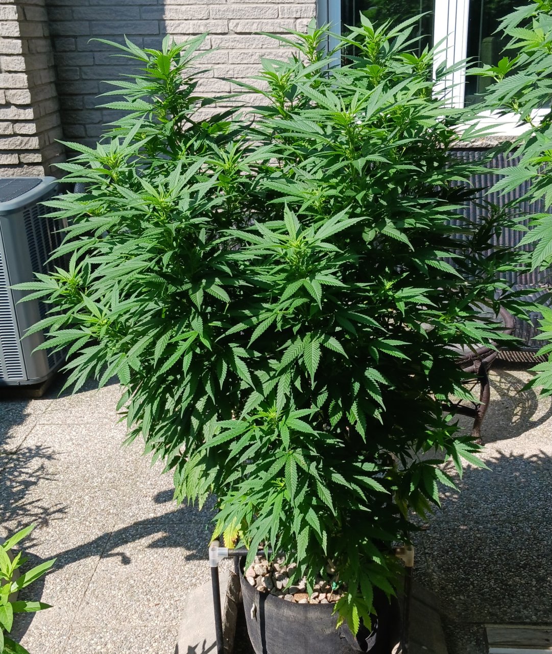 Gorilla Glue 24 August 2024.jpg