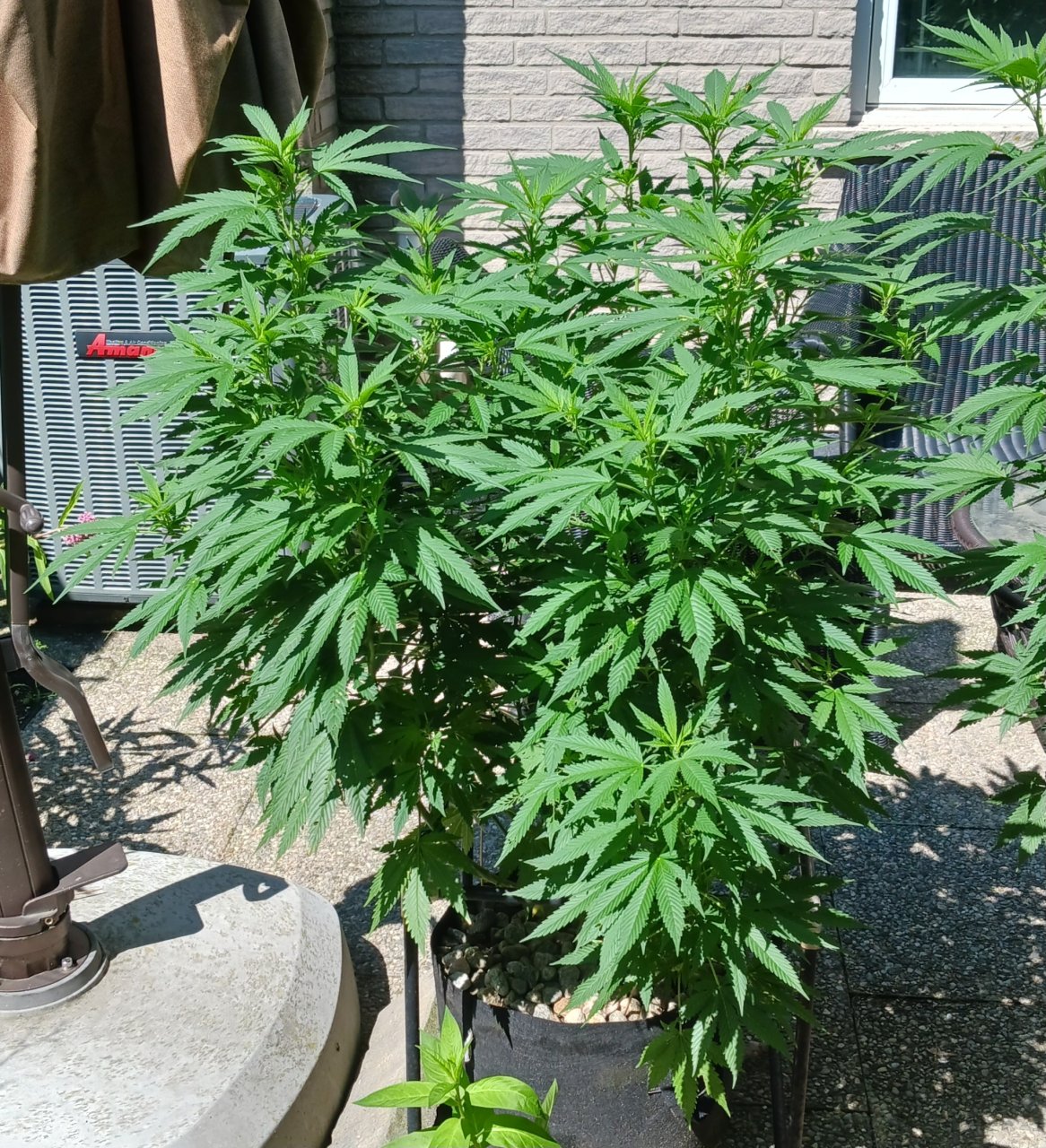 Gorilla Glue 25 July 2024.jpg