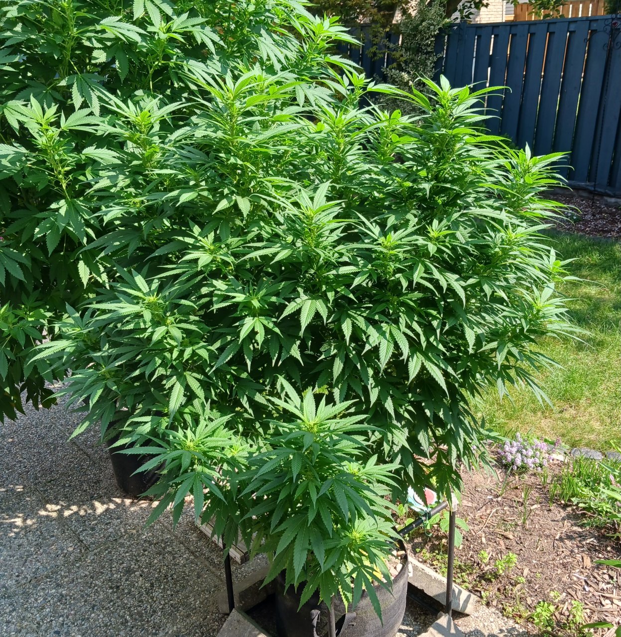 Gorilla Glue 26 August 2024 1.jpg