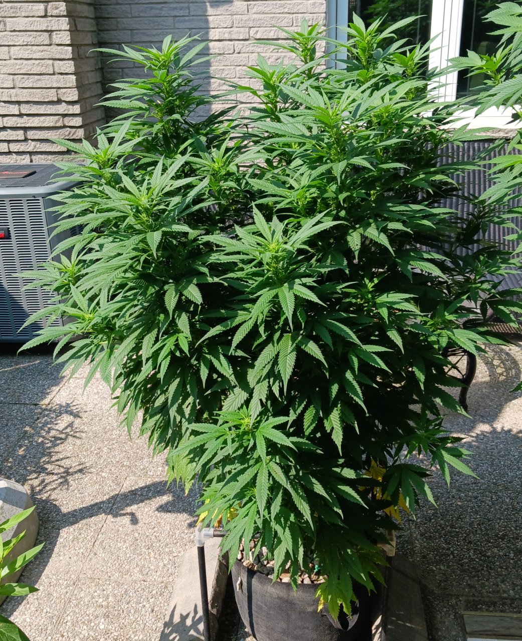 Gorilla Glue 26 August 2024.jpg