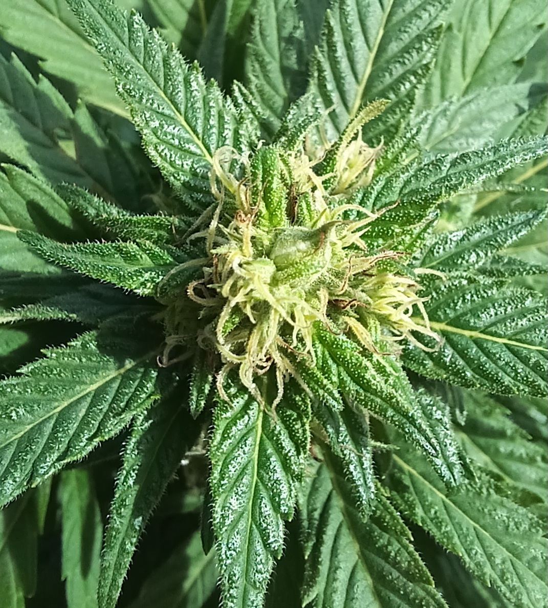 Gorilla Glue 26 September 2024 4.jpg